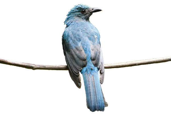 Ženské asijské víla-modrý pták — Stock fotografie