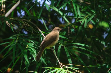 çizgi kulaklı bülbül