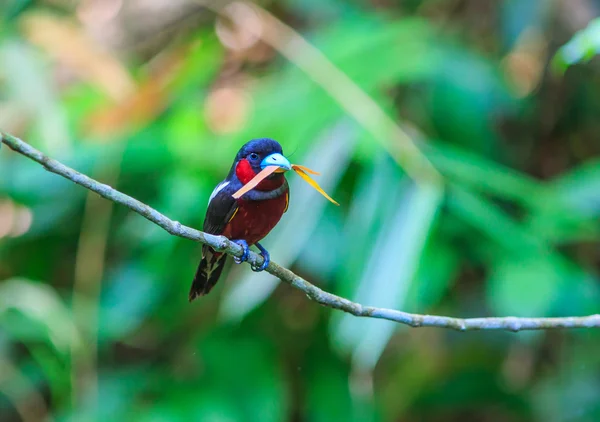 Vogel in der Natur — Stockfoto