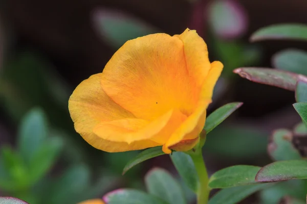 Hermosa flor silvestre en el bosque — Foto de Stock