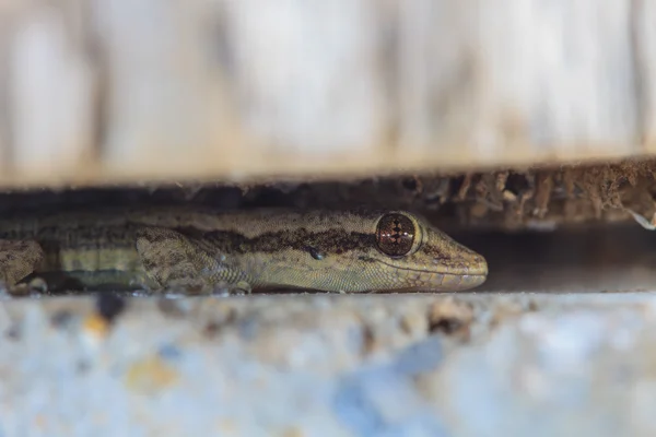 House small lizard in nook — Stock Photo, Image