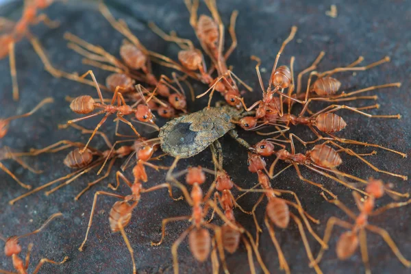 Ants troop trying to move a dead insect — Stock Photo, Image