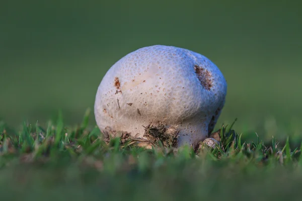 Närbild svamp i djupa skogen — Stockfoto