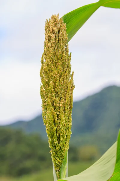 Sorgo ou campo de painço — Fotografia de Stock