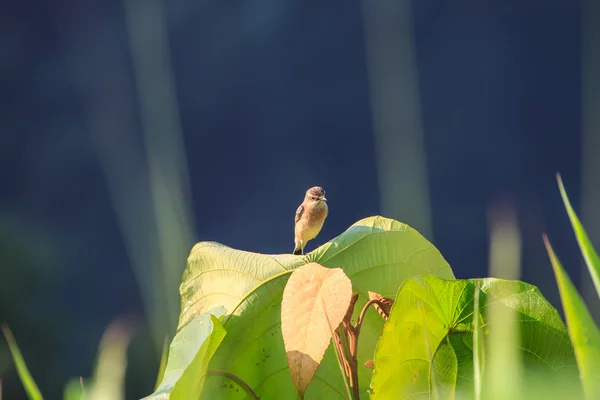 Stonechat de naturaleza femenina —  Fotos de Stock