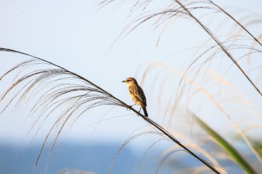 Doğa içinde stonechat kadın
