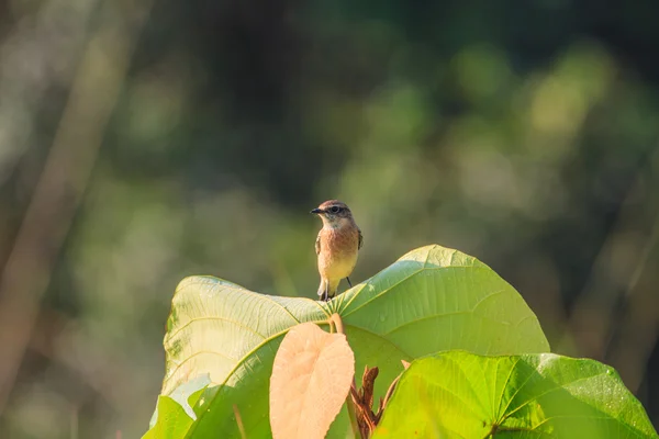 在自然中的 stonechat 女 — 图库照片