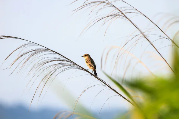 Schwarzkehlchen weiblich in der Natur — Stockfoto