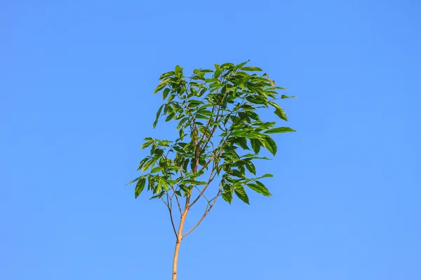 Folhas verdes no fundo — Fotografia de Stock