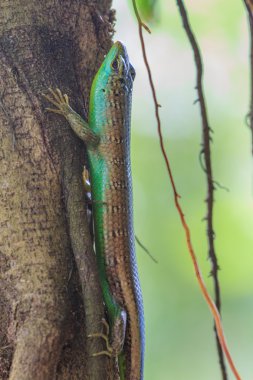 Zeytin ağacı Skink