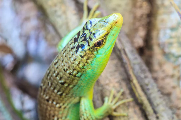 Oliveira skink — Fotografia de Stock