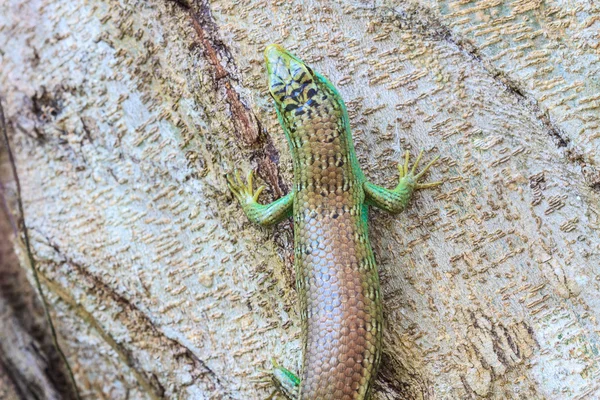 Oliveira skink — Fotografia de Stock