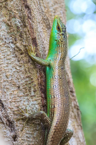 Olivenbaum-Stinktier — Stockfoto