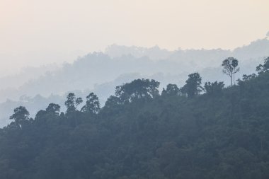 Sis ile karanlık rüya gibi orman