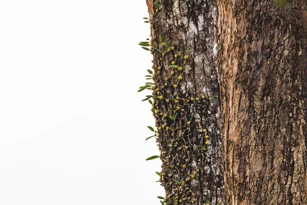 Orkidé i skogen — Stockfoto
