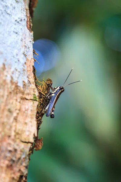 Grasshopper macro on tree — Stock Photo, Image