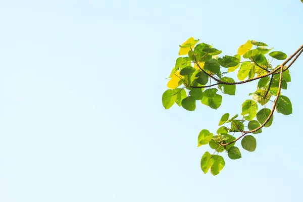 Arkaplanda yeşil yapraklar — Stok fotoğraf