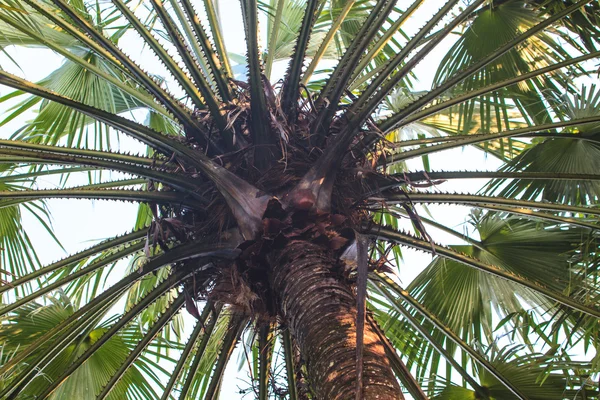 Weergave van onder een palmboom — Stockfoto