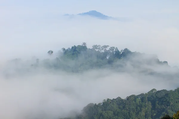Mer de brouillard avec les forêts comme premier plan — Photo