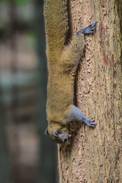 Esquilo sentado na árvore — Fotografia de Stock