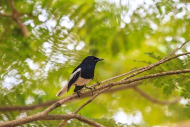 oryantal saksağan robin