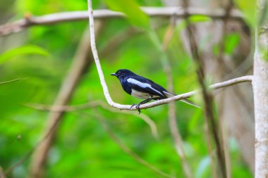 oryantal saksağan robin