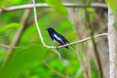 oryantal saksağan robin