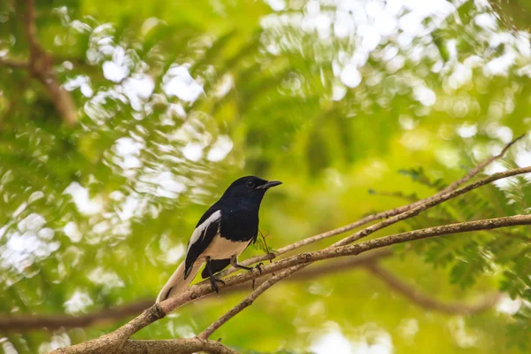 Oriental Magpie Robin — Stock Photo, Image