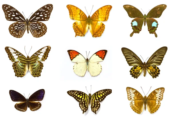 Colección mariposa — Foto de Stock