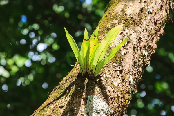 Fern on trunk tree — Stock Photo, Image