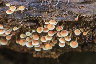 Ormanda yaşamak bir ağaç üzerinde büyüyen mantar