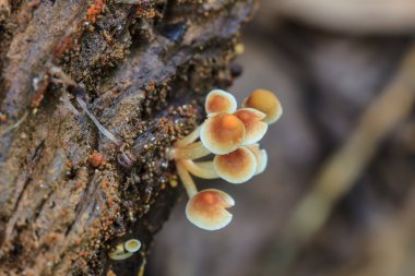 Ormanda yaşamak bir ağaç üzerinde büyüyen mantar