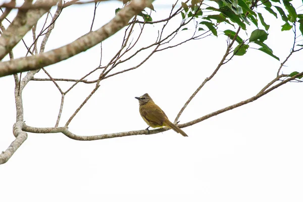 Hermosa bulbul flavescente — Foto de Stock