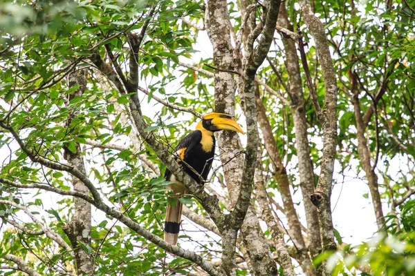 Großer Hörnchenvogel in der Natur — Stockfoto