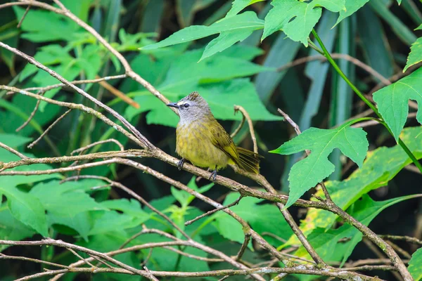 Güzel sarımtırak bulbul — Stok fotoğraf