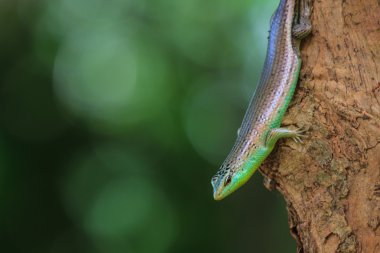 Zeytin ağacı Skink