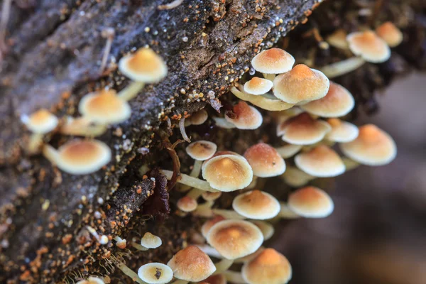 Setas que crecen en un árbol vivo en el bosque —  Fotos de Stock