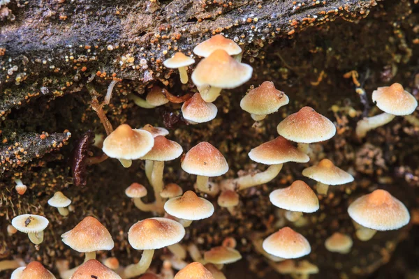 Setas que crecen en un árbol vivo en el bosque —  Fotos de Stock