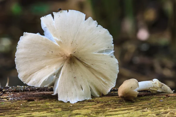 Verse termiet paddestoel — Stockfoto