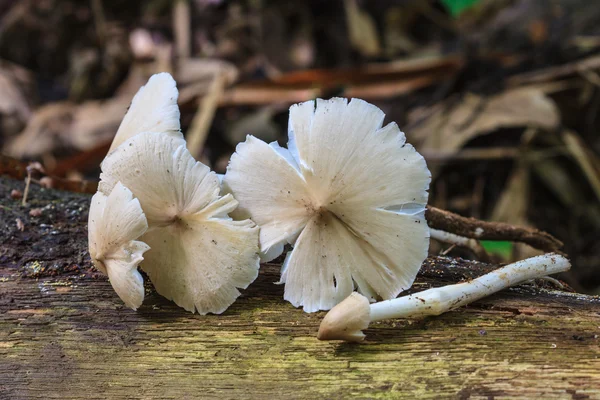 신선한 흰개미 버섯 — 스톡 사진