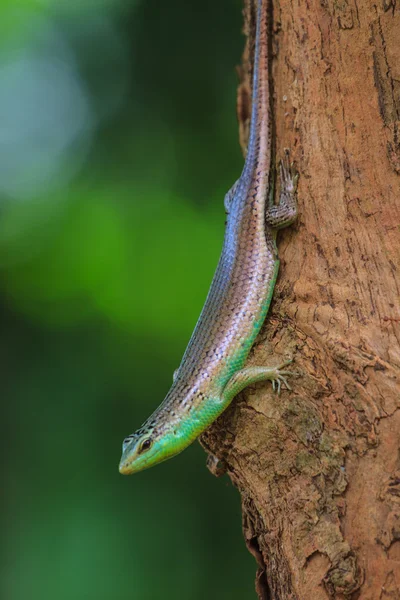 Oliveira skink — Fotografia de Stock