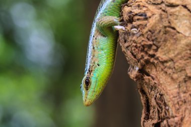 Zeytin ağacı Skink