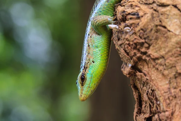 Oliveira skink — Fotografia de Stock