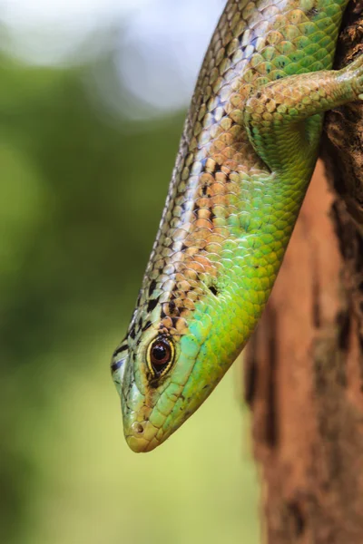 Olive Tree Skink — Stockfoto