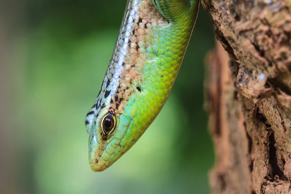 Oliveira skink — Fotografia de Stock