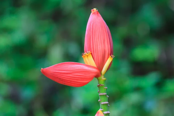 Banaan versiering close-up — Stockfoto