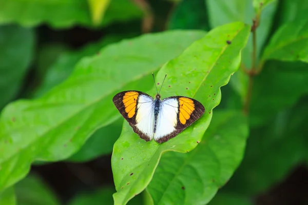 Prachtige vlinder close-up — Stockfoto