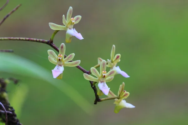 Vilda orkidéer i skogen i thailand — Stockfoto