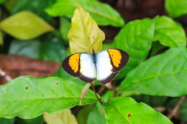 Prachtige vlinder close-up — Stockfoto