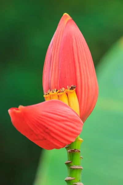 Banaan versiering close-up — Stockfoto